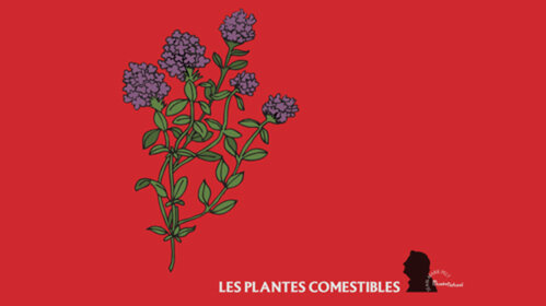 Jeu Les plantes et les herbes cosmetibles